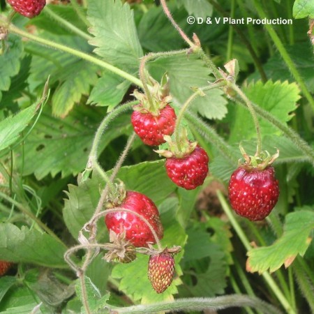 Fragaria ‘Capron’ - frambozenaardbei