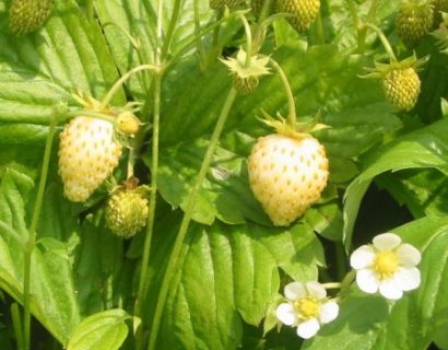 Fragaria alpinum ‘Yellow Wonder’ - gele bosaardbei