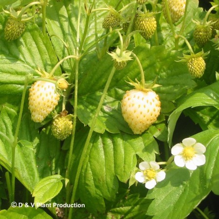 Fragaria alpinum ‘Yellow Wonder’ - gele bosaardbei