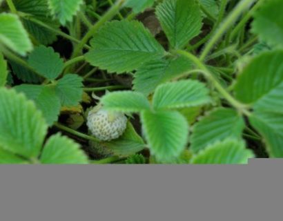 Fragaria rubicola ‘Mount Omei’ - abrikozenaardbei