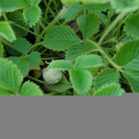 Fragaria rubicola ‘Mount Omei’ - abrikozenaardbei