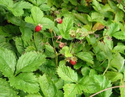 Fragaria vesca - bosaardbei