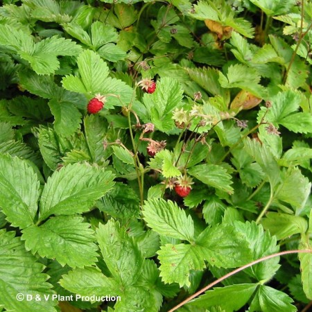 Fragaria vesca - bosaardbei