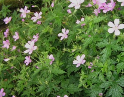 Geranium endresii - ooievaarsbek