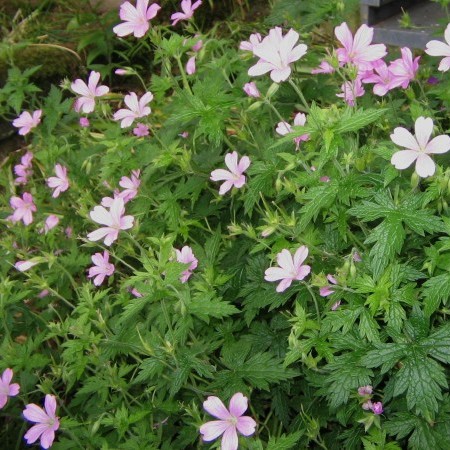 Geranium endresii - ooievaarsbek