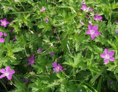 Geranium palustris