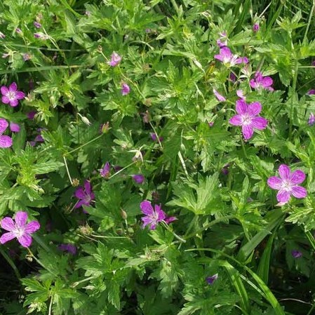 Geranium palustris - moerasooievaarsbek