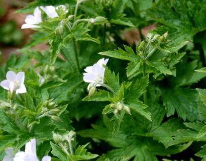 Geranium sylvaticum’Album’ - Ooievaarsbek