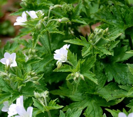 Geranium sylvaticum’Album’ - Ooievaarsbek