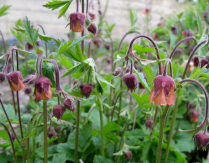 Geum rivale - knikkend nagelkruid