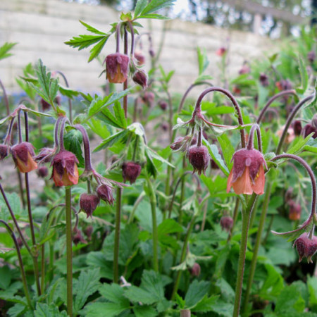 Geum rivale - knikkend nagelkruid