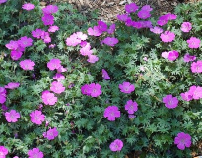 Geranium sanguineum - ooievaarsbek