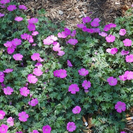 Geranium sanguineum - ooievaarsbek