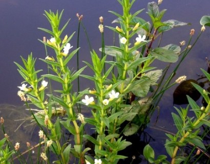 Gratiola officinalis - genadekruid