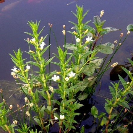 Gratiola officinalis - genadekruid