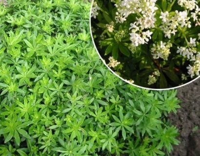 Galium odoratum - lievevrouwbedstro