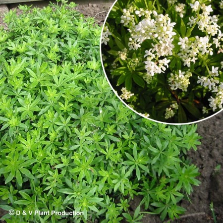 Galium odoratum - lievevrouwbedstro