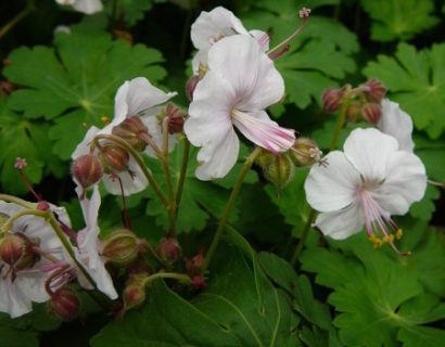 Geranium cantabrigiense ‘Biokovo’ - ooievaarsbek