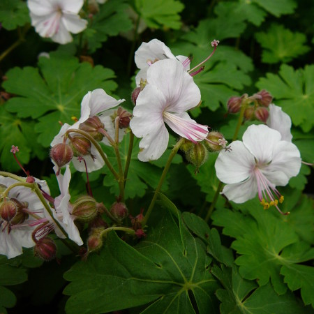 Geranium cantabrigiense ‘Biokovo’ - ooievaarsbek