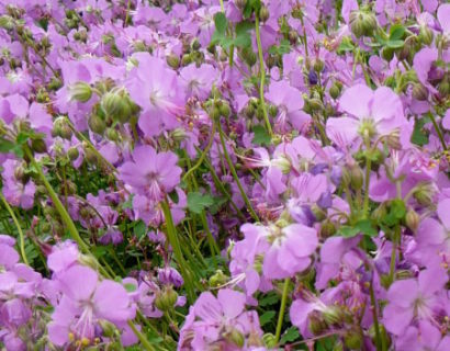 Geranium cantabrigiense ‘Cambridge’ - ooievaarsbek