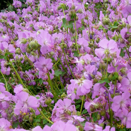 Geranium cantabrigiense ‘Cambridge’ - ooievaarsbek