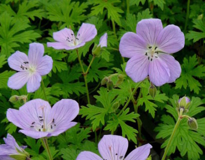 Geranium himalayense ‘Baby Blue’