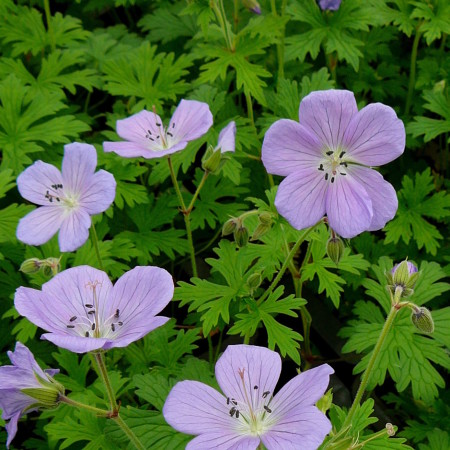 Geranium himalayense ‘Baby Blue’ - ooievaarsbek