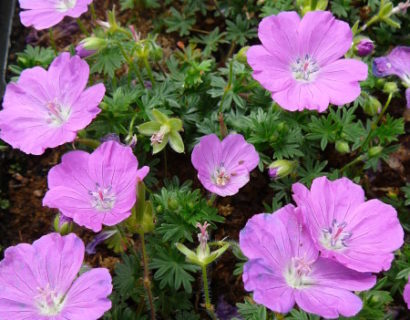 Geranium sanguineum ‘Max Frei’ - ooievaarsbek