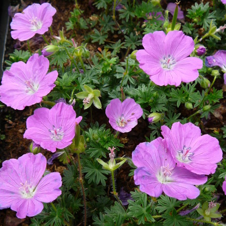 Geranium sanguineum ‘Max Frei’ (grote pot) - ooievaarsbek