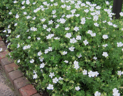 Geranium sanguineum ‘Album’ - ooievaarsbek