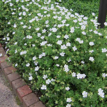 Geranium sanguineum ‘Album’ - ooievaarsbek