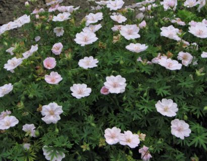 Geranium sanguineum var. ‘Striatum’