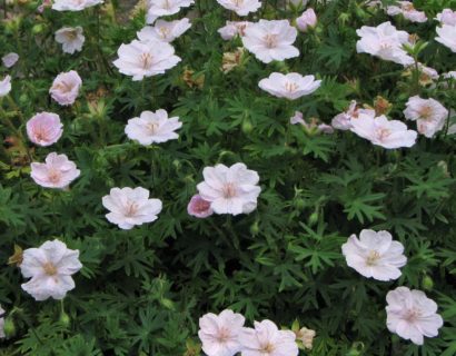 Geranium sanguineum var. ‘Striatum’ - ooievaarsbek