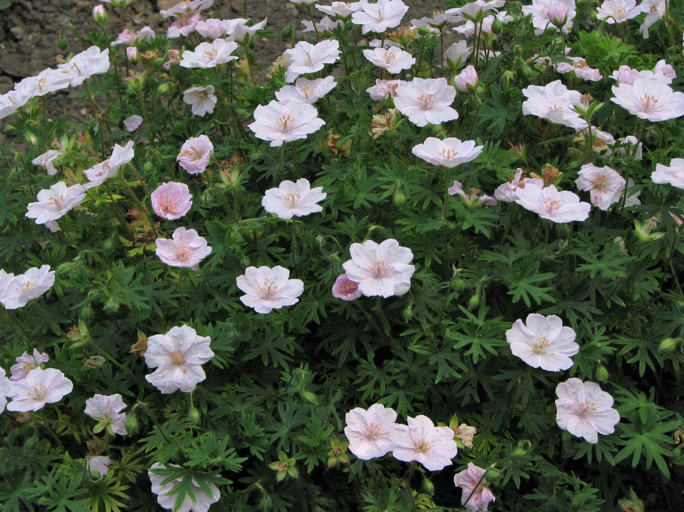 Geranium sanguineum var. ‘Striatum’ - ooievaarsbek