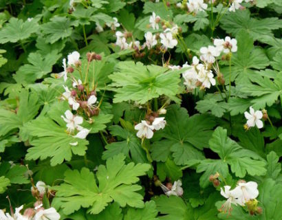 Geranium macrorrhizum ‘Spessart’ - ooievaarsbek