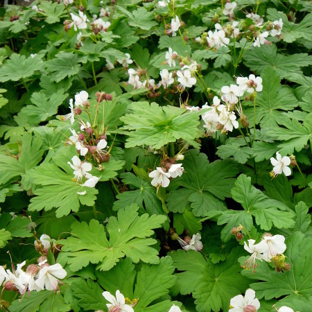 Geranium macrorrhizum ‘Spessart’ - ooievaarsbek