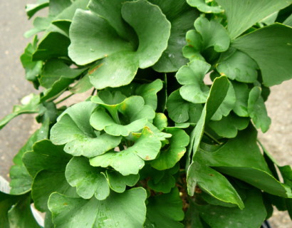 Ginkgo biloba ‘Troll’ op stam - Japanse notenboom