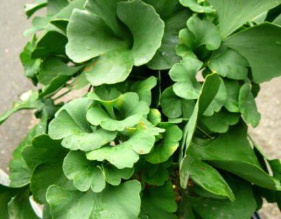 Ginkgo biloba ‘Mariken’ op stam - Japanse notenboom