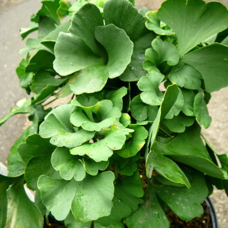 Ginkgo biloba ‘Mariken’ - Japanse notenboom