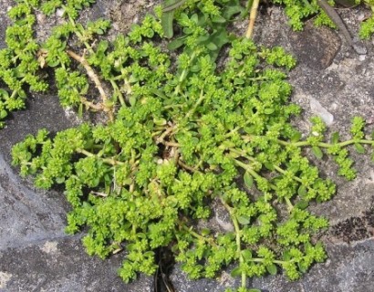 Herniaria glabra - breukkruid