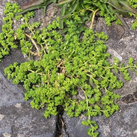 Herniaria glabra - breukkruid