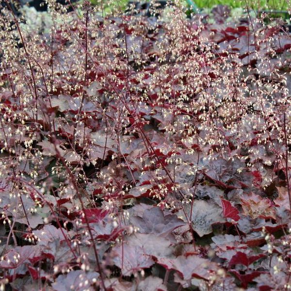 Heuchera micrantha 'Palace Purple'