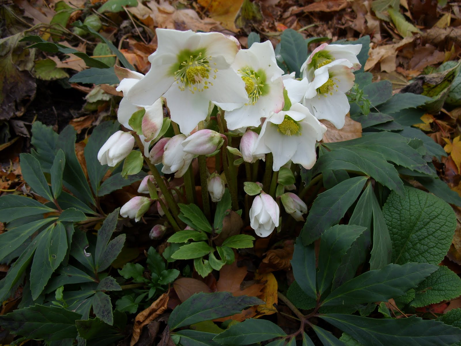 Helleborus niger.