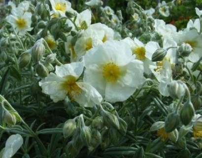 Helianthemum ‘The Bride’ - zonneroosje