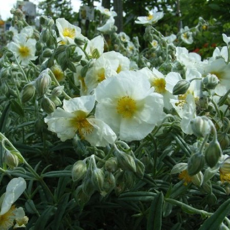 Helianthemum ‘The Bride’ - zonneroosje