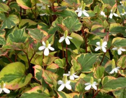 Houttuynia cordata ‘Chameleon’ - lidsteng