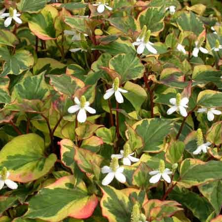 Houttuynia cordata ‘Chameleon’ - 