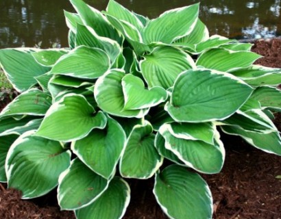 Hosta fortunei ‘Francee’ - hartlelie