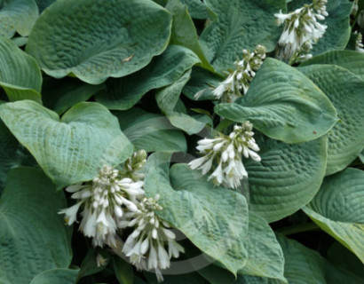 Hosta sieboldiana 'Elegans' pot 3 liter