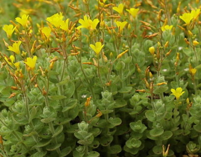 Hypericum elodes - moerashertshooi